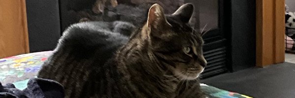 Lauria1960 Profile Banner