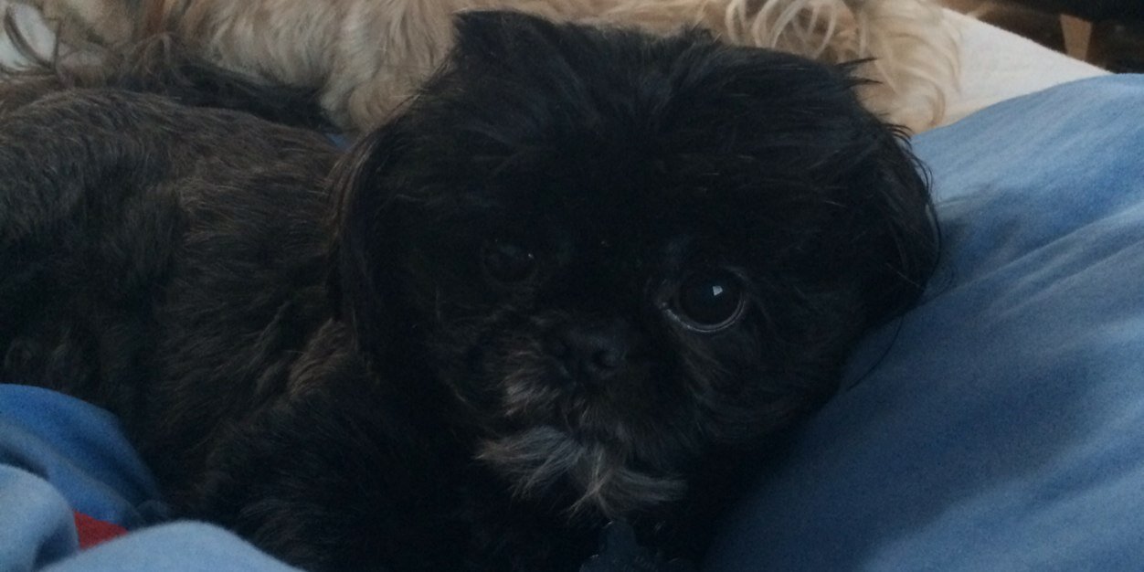 dogs_pal's profile banner image