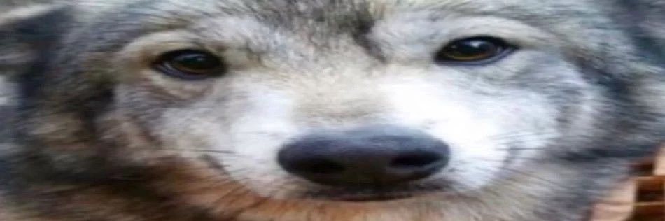 puddingbrick's profile banner image