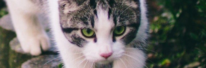 Nduro_Sam's profile banner image