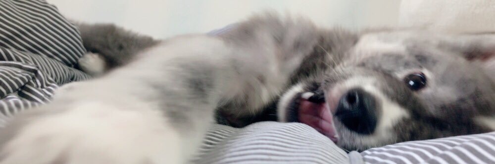 pepper_dog18's profile banner image