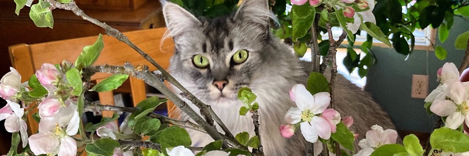 TReisfar's profile banner image