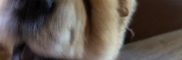 juno89011 Profile Banner