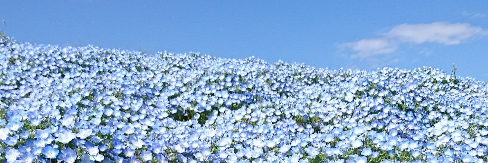 Pusukefusuke's profile banner image