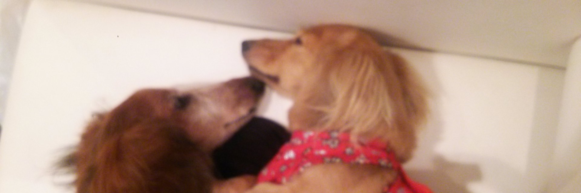 Motoko Kimura banner