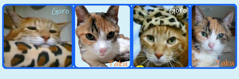🐾RʏᴏKᴏｵﾊﾞﾁｬﾝ🐾＠4連勤&3連休🔄BBA👩🏻‍🦳 banner