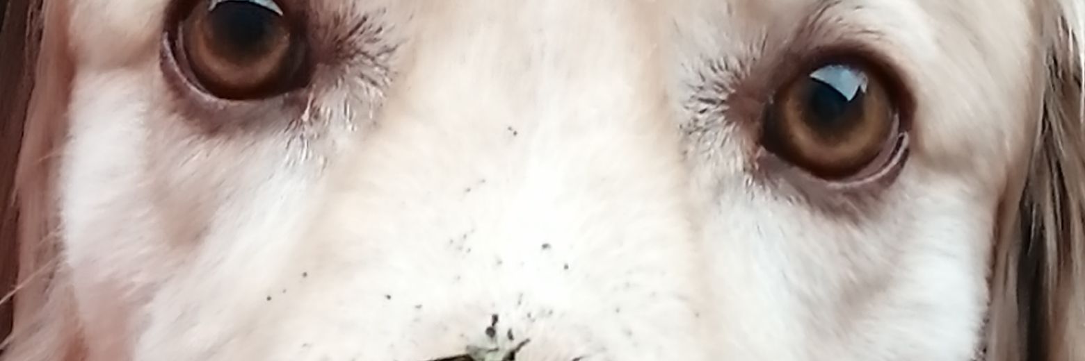 orocopay46's profile banner image