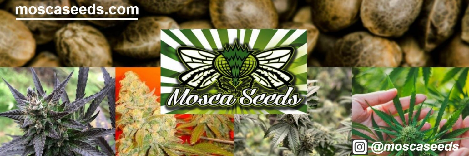 Mosca Seeds banner