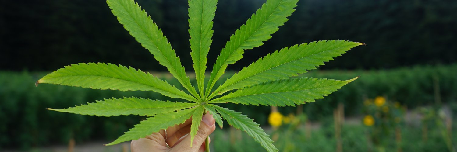 Girls in Green banner