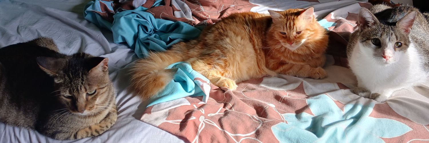 ⭐ Montsinova ⭐ ||☆|| ❤️🐈‍⬛🐈🐈‍⬛🐈🐈‍⬛❤️ banner