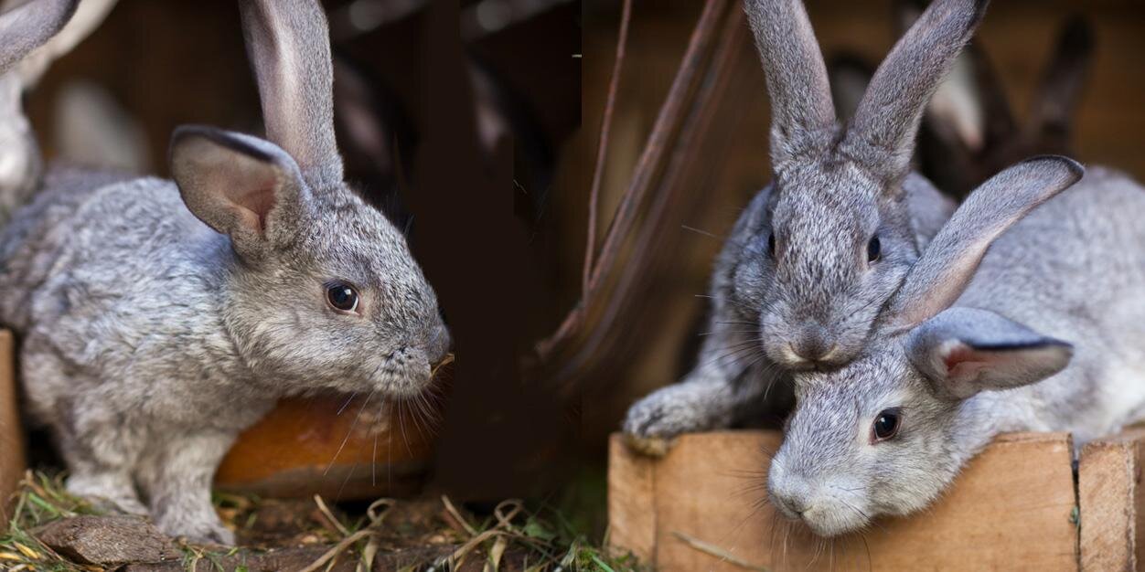 Leaping Bunny banner