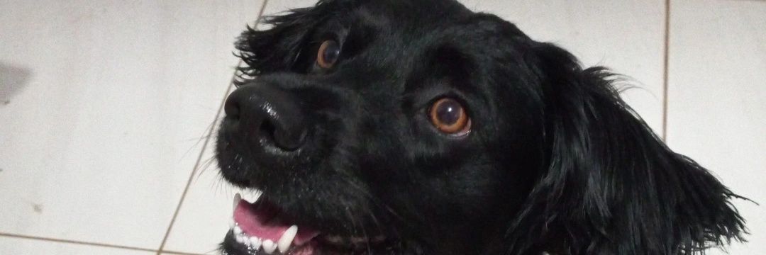 The_Travassos's profile banner image