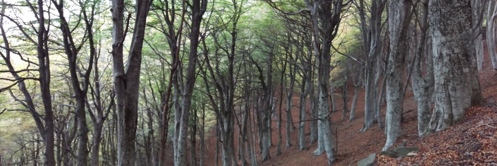 Donato Spaccamonti 🇨🇮 banner