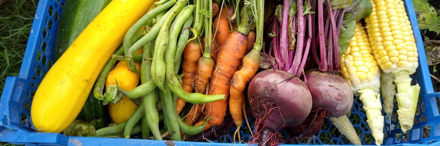 allotmentgrace's profile banner image