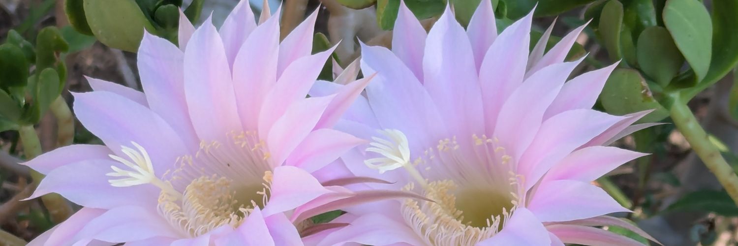 ayala_sc's profile banner image