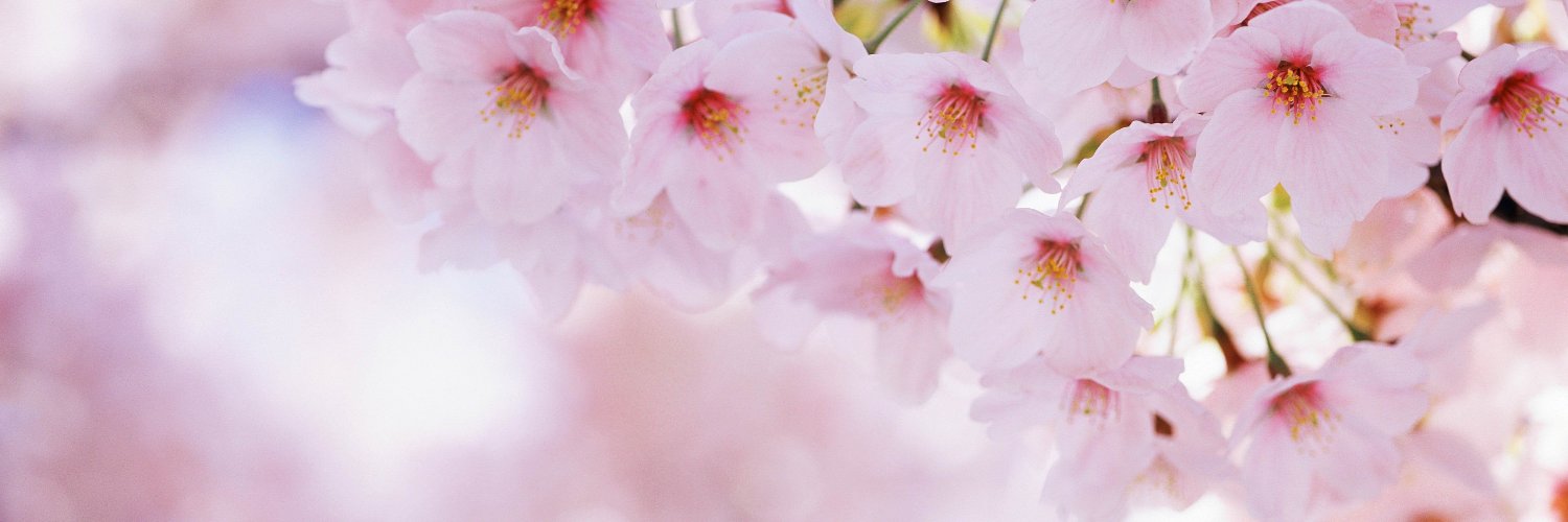 MaryDollCV's profile banner image
