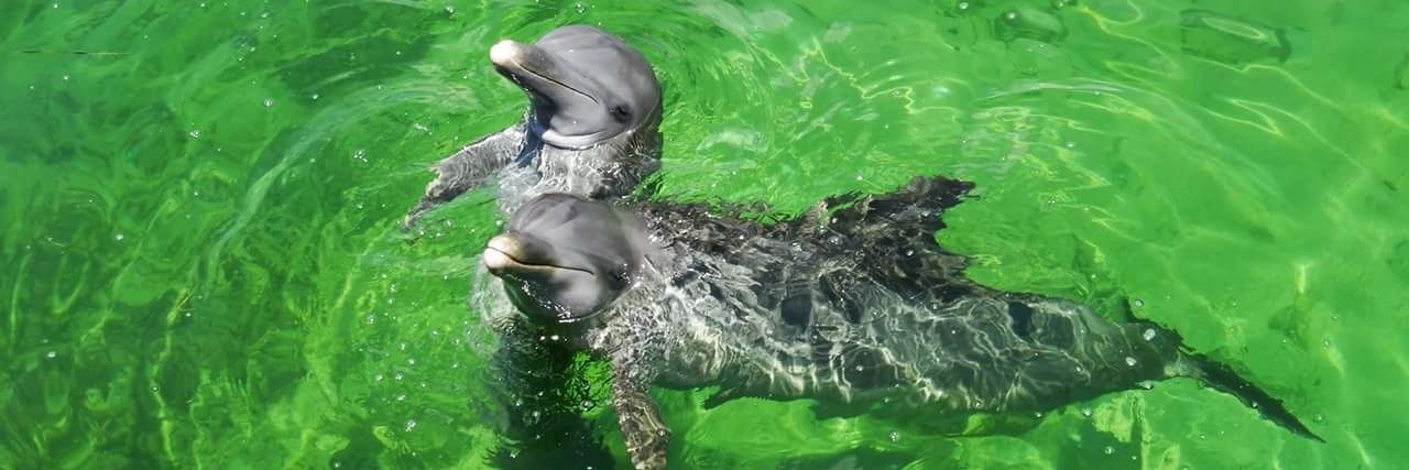 Horacio fuentes banner