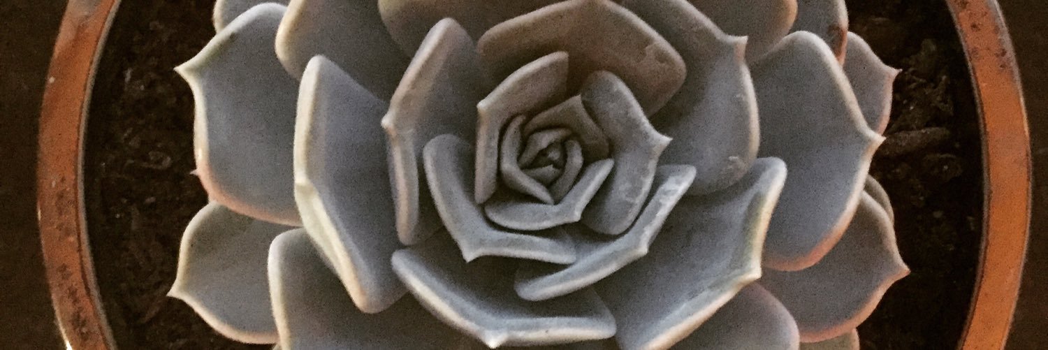 Mari Ricker MD banner