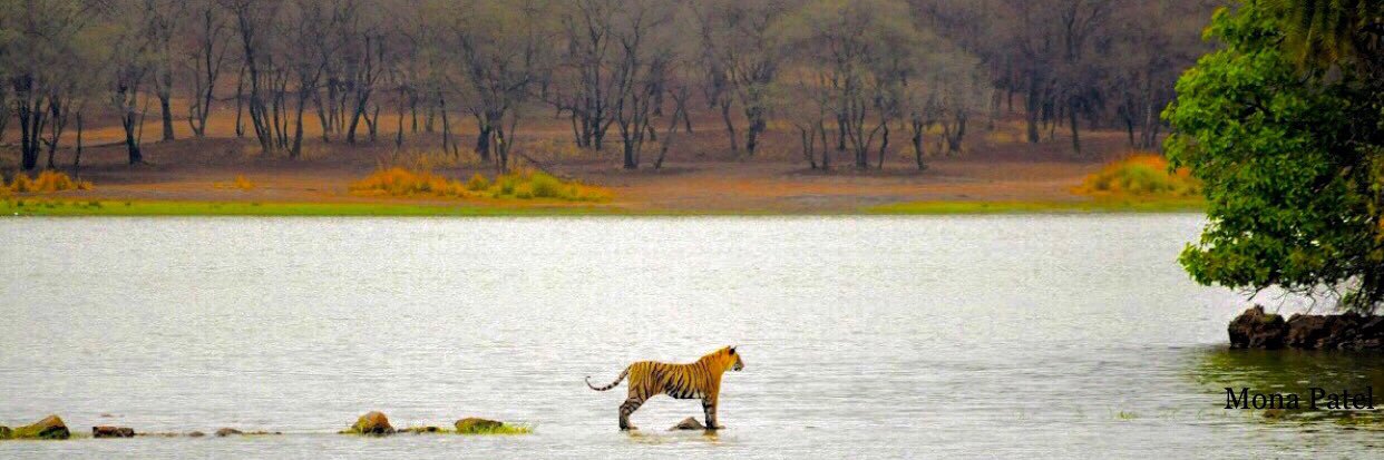 Mona Patel 🇮🇳🐅🌳's banner