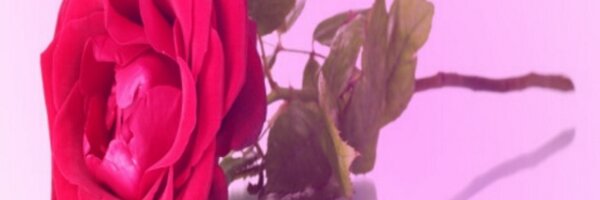 ak_ksh Profile Banner