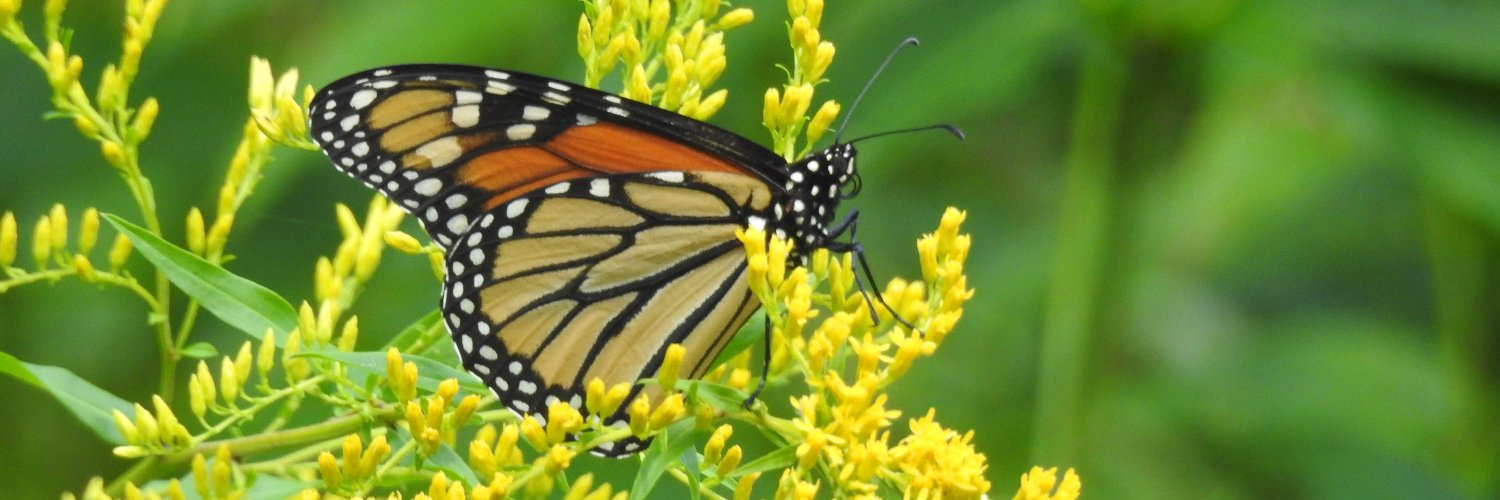 Live Green Howard banner