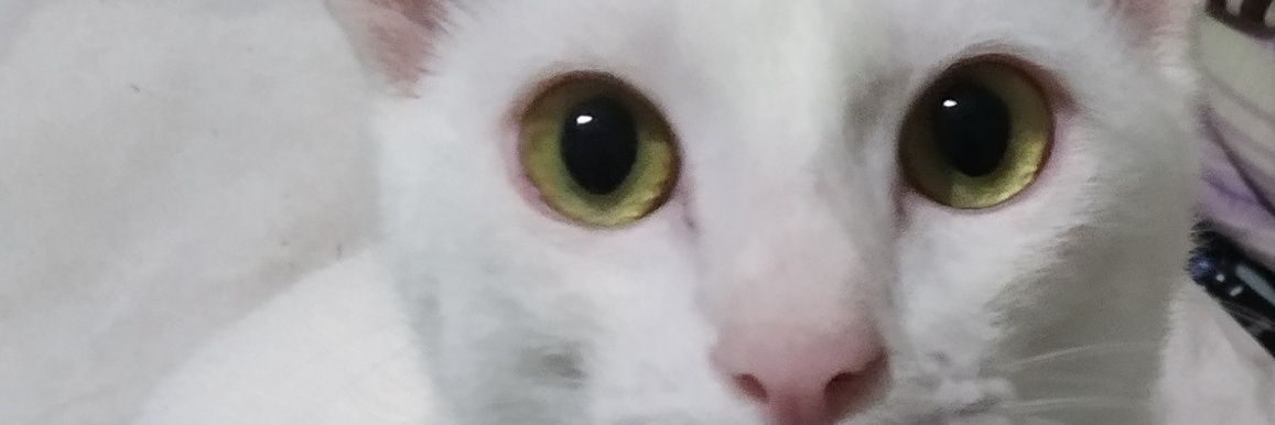 tchakitcha's profile banner image