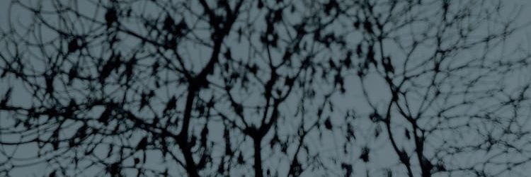strix banner