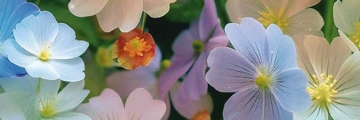 Mario Panadero banner