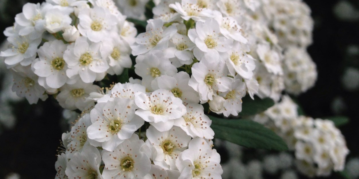 Marina remmer banner