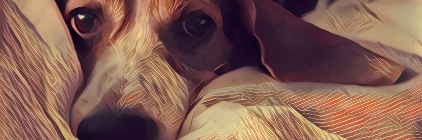 FBSisnothere's profile banner image