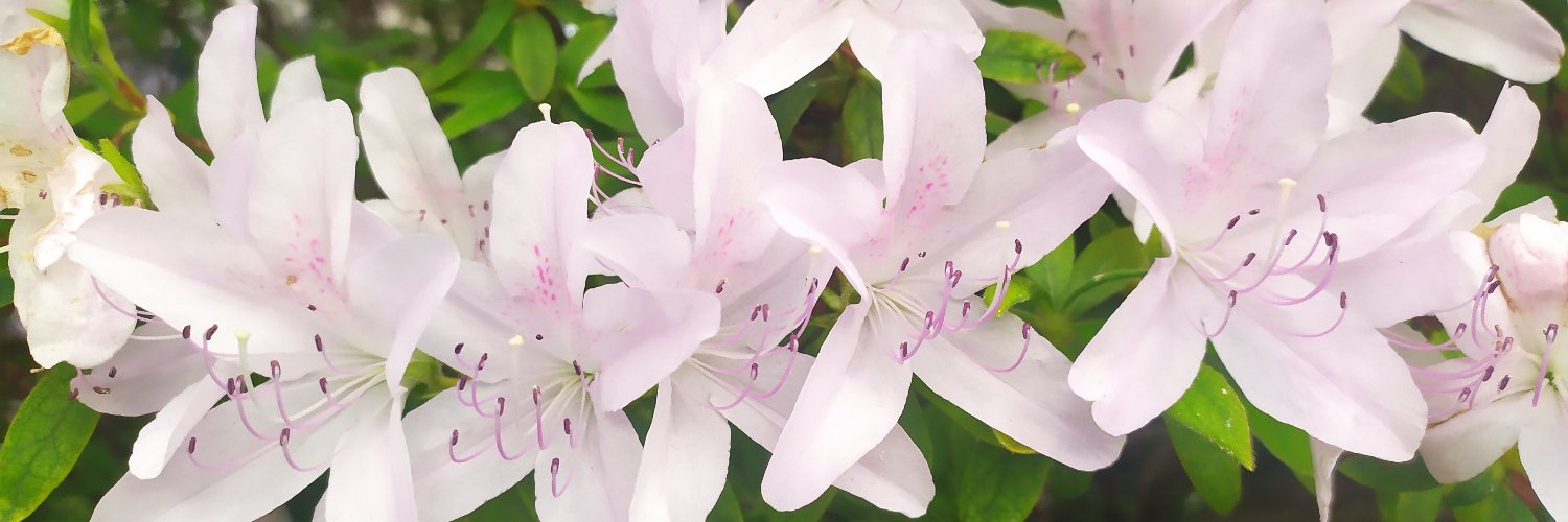 cibittar's profile banner image