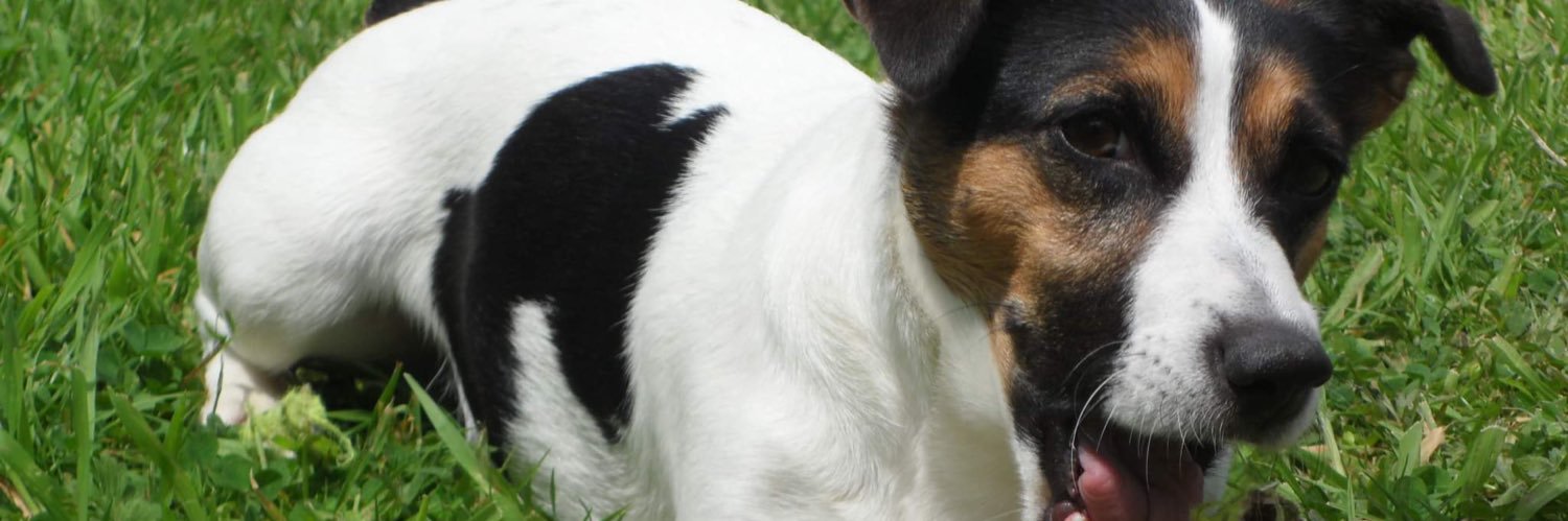 trdangie's profile banner image