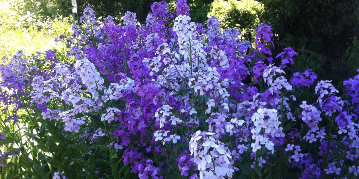 Kate Whittaker banner