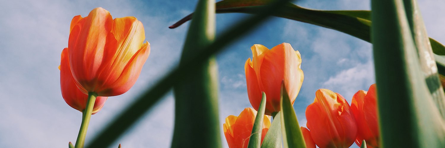 Brittany Flowers banner