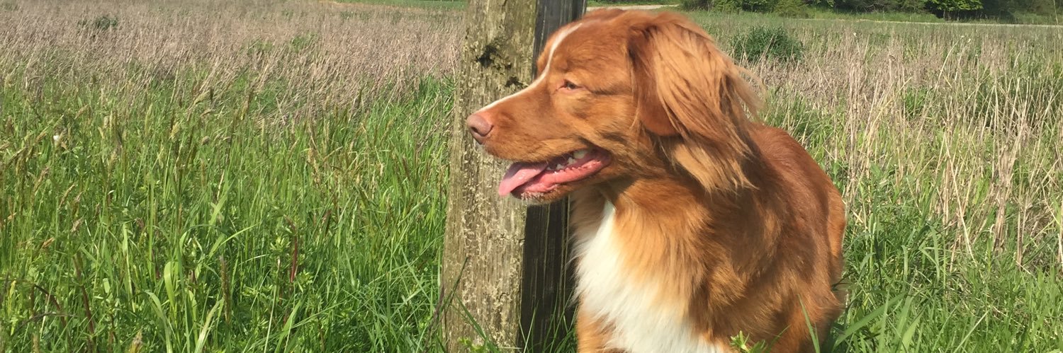 Derek N Scobie banner