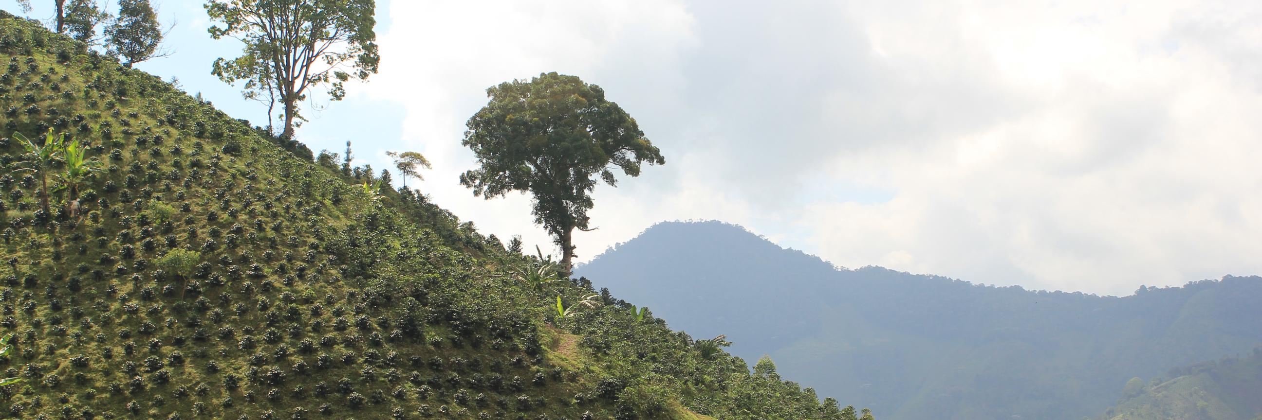 Leigh Halliday banner