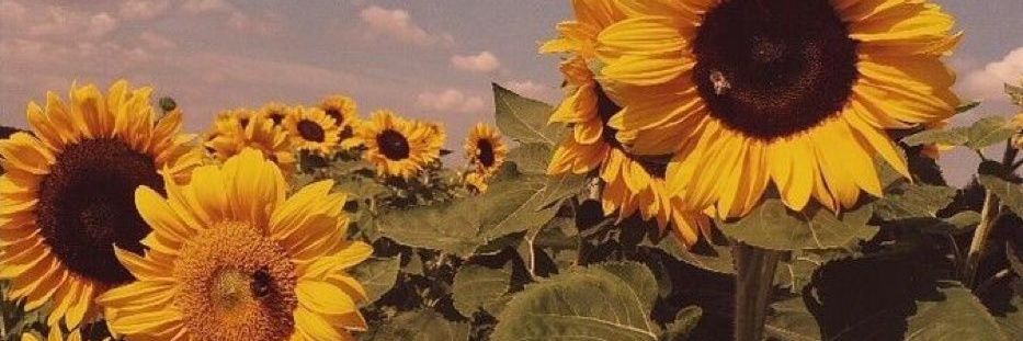 candeehuanco's profile banner image