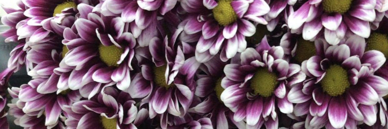 Paulaferna's profile banner image