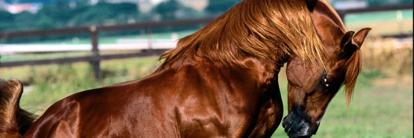 AlpSirek's profile banner image