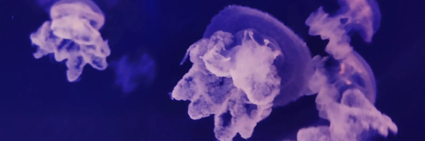 stormwale's profile banner image