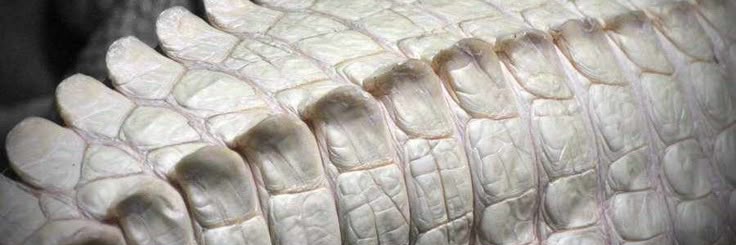 sikee|🔞🔞 banner