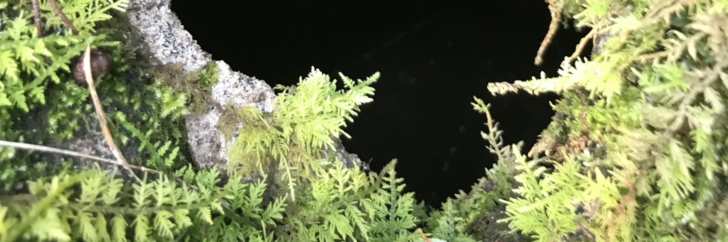 MaryHBWard's profile banner image
