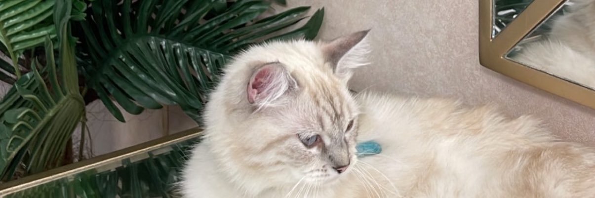 Remaz | ريمـاز banner