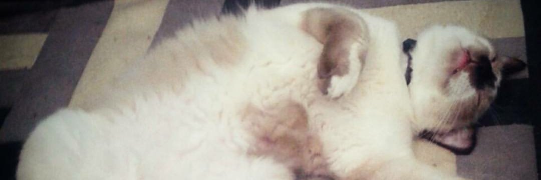 Pauval banner