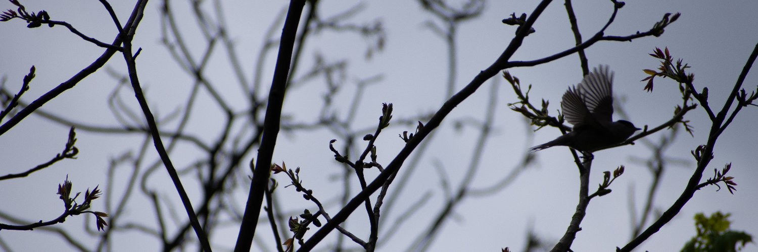 Спантеличений гекон banner
