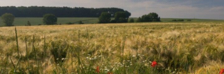 Tobias Erik Reiners banner