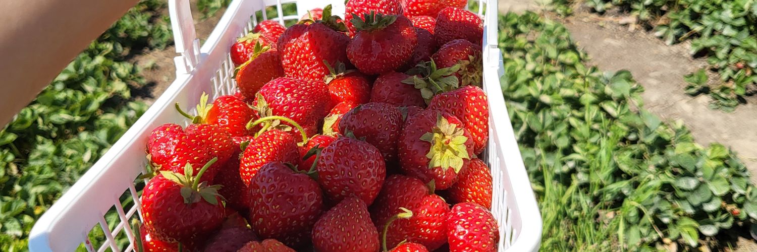 crypto 🇨🇦🇨🇦🇨🇦 banner