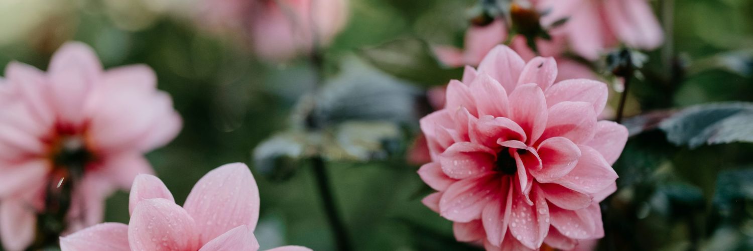 RowenaaMaria's profile banner image