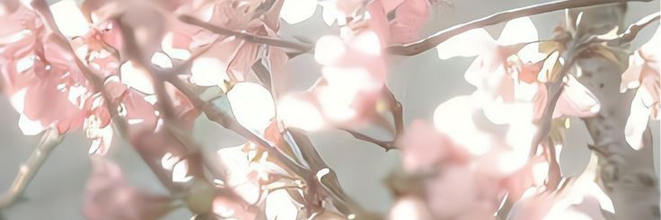 𝐀𝐲𝐥𝐚 𝐘𝐯𝐞𝐭𝐭𝐞 𝐋𝐞𝐨𝐧𝐚 banner