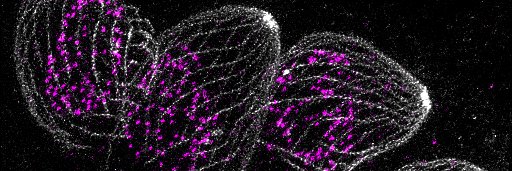 sofi horjales banner